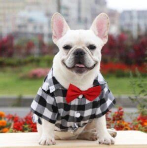 french bulldog designer clothes